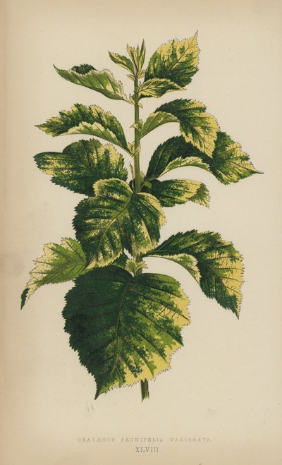 Crataegus Prunifolia Variegata by English School